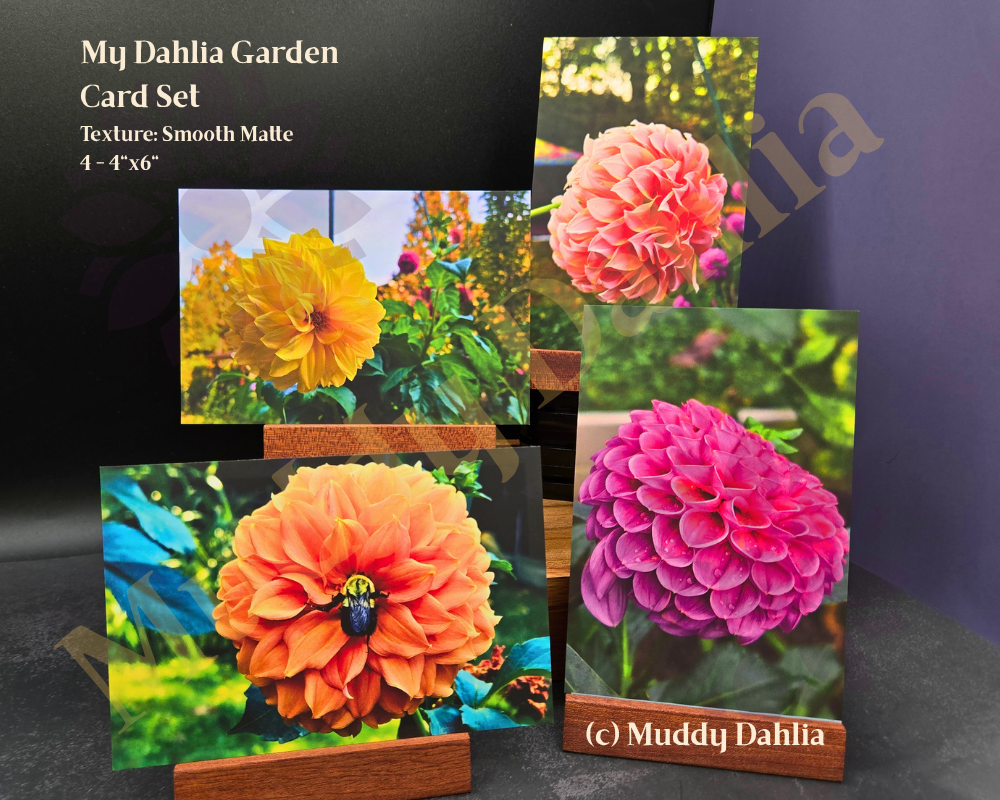 4 Postcard Set - My Dahlia Garden — Smooth Touch Finish Postcards | Real Dahlia Photography