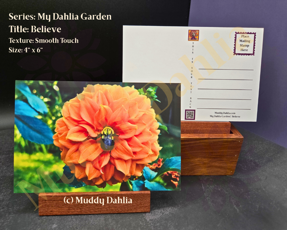 Believe - My Dahlia Garden — Smooth Touch Finish Postcard | Real Dahlia Photography