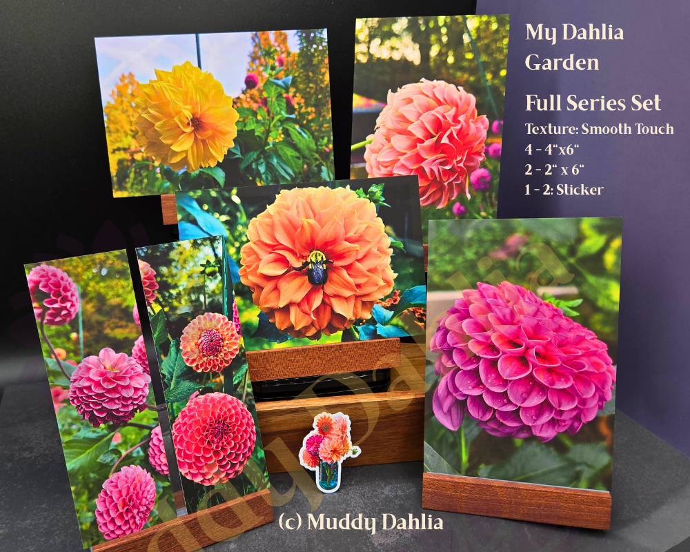 Muddy Dahlia Sensory Art Print - Full Collection Sets - Contains 4 Postcards, 2 Bookmarks, 1 Petite Sticker