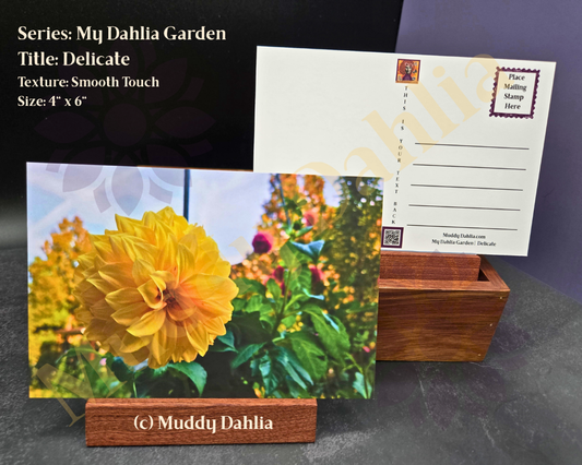 Delicate - My Dahlia Garden — Smooth Touch Finish Postcard | Real Dahlia Photography