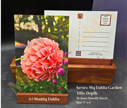 Depth - My Dahlia Garden — Smooth Touch Finish Postcard  | Real Dahlia Photography