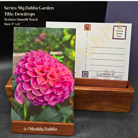 Dewdrops - My Dahlia Garden — Smooth Touch Finish Postcard  | Real Dahlia Photography